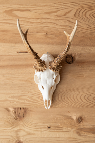 Ein Hirschschädel mit Geweih erinnert an rustikale Eleganz und ist auf einer Holzwand montiert. Seine natürliche Maserung spiegelt den Charme eines Luxusapartments für 6-8 Personen in Serfaus-Fiss-Ladis wider. Das hellbraune Geweih bildet einen schönen Kontrast zur weißen Oberfläche des Schädels.