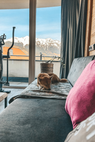 Ein Hund schläft auf einer grauen Couch in einem gemütlichen, luxuriösen Apartment für 6-8 Personen in Serfaus-Fiss-Ladis. Ein rosa Kissen verleiht Charme, während große Fenster den Blick auf schneebedeckte Berge und einen klaren blauen Himmel freigeben. Ein Heimtrainer und eine kleine Topfpflanze runden das einladende Wohnzimmerbild ab.