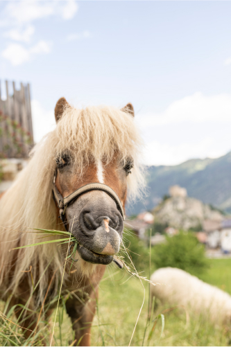 Ein braunes Shetlandpony mit struppiger Mähne grast auf einer Weide in der Nähe von Apartments und Chalets, direkt neben der Bergbahn in Ladis. Es trägt ein Halfter und hat einen merkwürdigen Gesichtsausdruck, während verschwommene Berge, ein blauer Himmel und entfernte Gebäude den Hintergrund bilden.