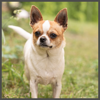 Ein kleiner, braun-weißer Chihuahua steht auf dem Gras. Er hat aufrechte Ohren und eine kurze Schnauze und blickt aufmerksam zur Seite. Der Hintergrund ist mit Grün verschwommen, was eine Szene im Freien suggeriert.