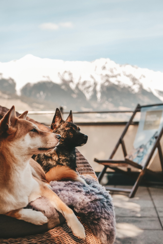 Zwei Hunde entspannen auf einem Korbstuhl auf einer Terrasse und blicken auf die schneebedeckten Berge in der Ferne. Einer ist hellbraun und weiß, der andere dunkelbraun. Ein Holzliegestuhl und ein klarer blauer Himmel umrahmen diese malerische Szene, perfekt für einen Urlaub mit Hund in Serfaus-Fiss-Ladis.