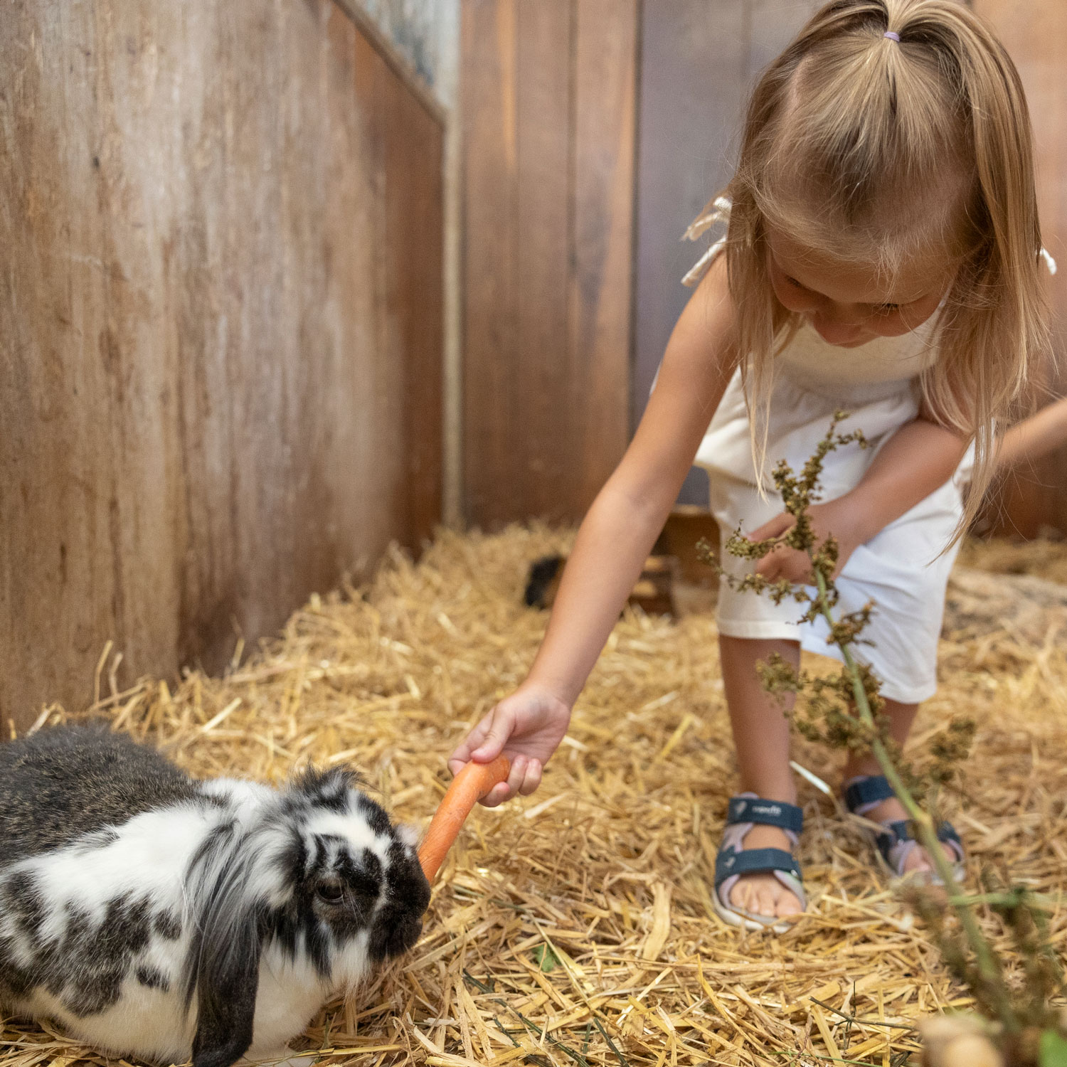 In der gemütlichen Umgebung des Streichelzoos Laudegg füttert ein junges Mädchen in einem weißen Kleid und Sandalen ein schwarz-weißes Kaninchen in einem mit Stroh bedeckten Gehege mit einer Karotte. Rustikale Holzwände bieten die perfekte Kulisse.