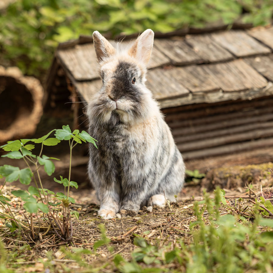 Ein flauschiges Kaninchen mit einem Mix aus grauem und beigem Fell sitzt auf dem Boden vor einer kleinen Holzkonstruktion. Grüne Blätter und Pflanzen umgeben das Kaninchen.